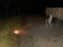 DSC00870 Nisha bleibt ein wenig auf Abstand - die Schwanzhaltung zeugt aber nicht von Ängstlichkeit....