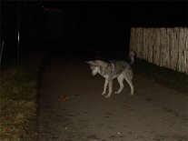 DSC00871 Sobald es ausgeknallt und ausgefunkt hat, guckt Nisha genauer hin. Am Züngeln sieht man auf vielen Photos, wie aufgeregt sie ist.