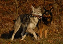 DSC_1582 Timish hat einen Stock und Yuma überlegt wohl schon, wie sie am besten da rankommt...