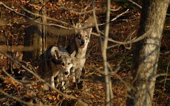 DSC_1595 Mutter und Tochter im Wald