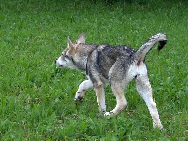 24-07-2007 Spaziergang Timish ist 13,5 Wochen alt. Auf einem kleinen Spaziergang stolziert sie plötzlich hocherhobenen Schwanzes und mit etwas...