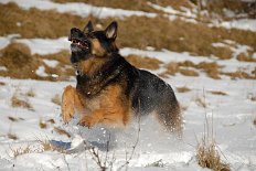 DSC_6784 Yuma hat auch ihren Spaß!