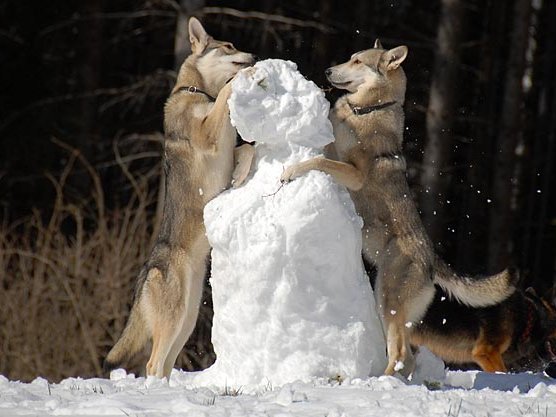 22-03-2008 Ausflug auf den Höchsten mit Schnee