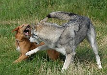 DSC_7261 Es geht los!! Lulu läßt sich von Timish nicht die Butter vom Brot nehmen....