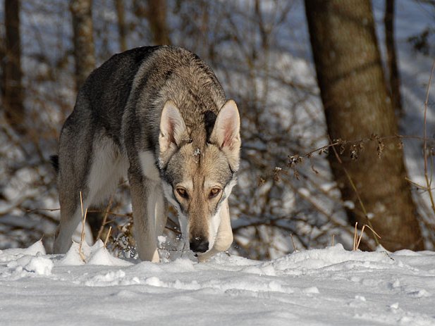 23-11-2008 Schneefreuden