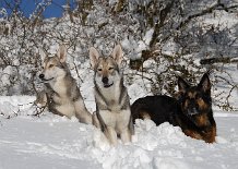 DSC_8235 Nisha, Timish und Yuma