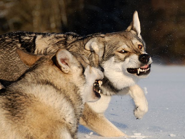 18-02-2009 Schnee (Teil 2) In diesem Winter hatte ich wirklich oft Gelegenheit, Schneephotos zu machen :) . Hier noch mehr Photos von einem...