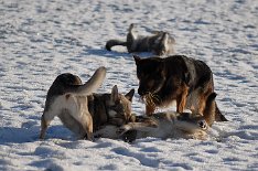 DSC_8396 Los geht's zum Spaziergang, der mit einer traditionellen Toberunde beginnt. Timish, Shaya und Yuma toben, Nisha wälzt sich im Hintergrund genüßlich im Schnee.