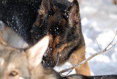 DSC_0726 Yuma