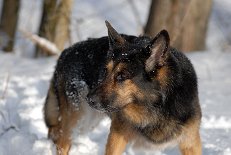DSC_0747 Yuma
