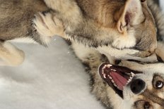 DSCF0125 Am liebsten spielen sie zwischen meinen Beinen *seufz*.