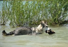 DSC_7384 Das Holzstück ist begehrt und wechselt am laufenden Band den Besitzer - diesmal hat Nisha Glück!