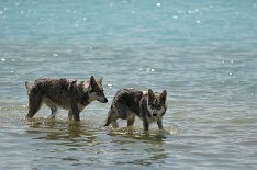 DSC_7403 Timish und Shaya