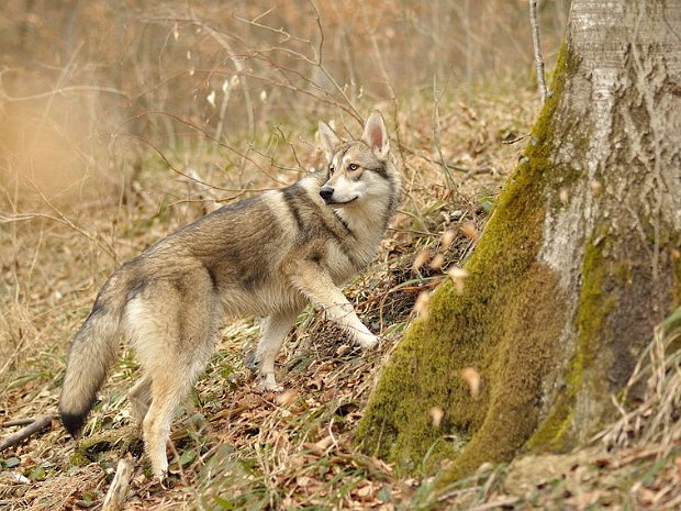 27-02-2010 Zühnewald Im Zühnewald, der praktisch direkt vor unserem Haus ist, liegen noch letzte Schneereste. Da die Bäume noch kein Laub...
