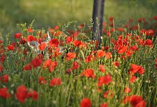DSC_6854 Die Blumen waren teilweise sehr hoch, Timish Ohren gucken nur noch raus.