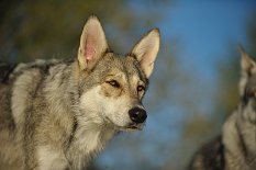 DSC_8505 Shaya