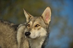 DSC_8510 Shaya