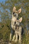 DSC_8548 Shaya und ihre 11 Wochen alte Tochter Yasha