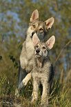 DSC_8549 Shaya und ihre 11 Wochen alte Tochter Yasha