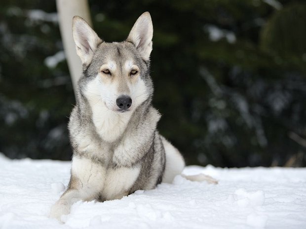 17-02-2012 Schneespaziergang Es hat noch nicht aufgehört zu schneien, dafür scheint heute aber keine Sonne. Dennoch war die Kamera beim Spaziergang...