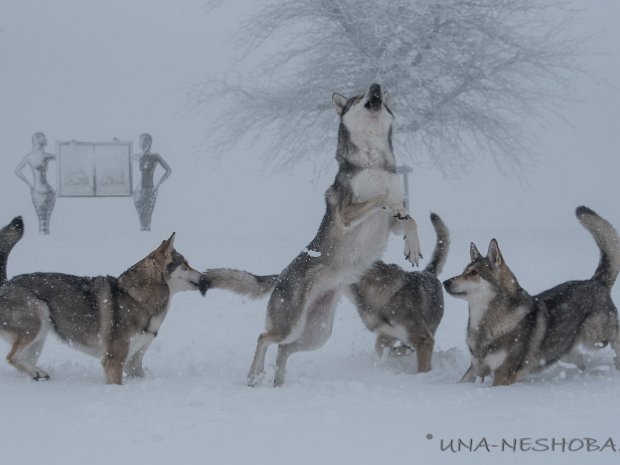 13-01-2019 Schneesturm auf dem Höchsten