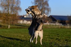 DSC_8412 Neytiri und Shima