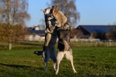 DSC_8414 Neytiri und Shima