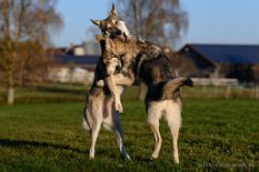 DSC_8416 Neytiri und Shima