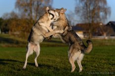 DSC_8419 Neytiri und Shima