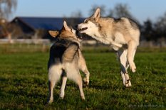 DSC_8429 Neytiri und Shima