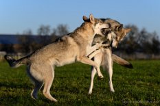 DSC_8432 Neytiri und Shima