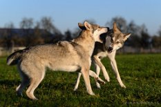 DSC_8433 Neytiri und Shima
