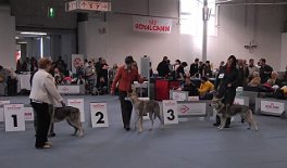 DSC_2027_Huendinnen_Jugendklasse Weiter geht's mit der Jugendklasse Hündinnen. Im Ring sind von links nach rechts: Anni Tilla Una Neshoba, Amany Ardennais Tammany, Anevay Timish Una Neshoba
