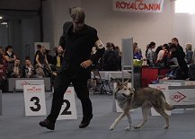 DSC_2117_Tara_Tamara Nun ist die Championklasse Hündinnen dran, in der Tara Tamara Timberley startete.