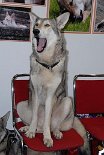 DSC_2656 Zwischendurch wird auch mal gegähnt - ist halt doch auch langweilig, so den ganzen Tag rumzusitzen.