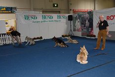 DSC_2682 Willi macht ein paar Übungen mit den Hundis - Platz!