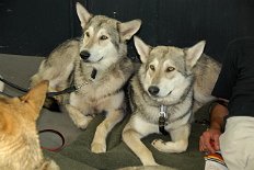 DSC_4496_Asgard_Aiko Die zwei Brüder Asgard und Aiko warten auf ihren Einsatz.