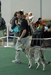 DSC_4514_Aiko Los geht's mit den Rüden in der Jugendklasse! Hier Alex mit Aiko, Premiere im Ring!
