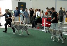 DSC_4613_Asgard_Aiko Grit rennt mit Asgard voraus, Alex mit Aiko hinterher.