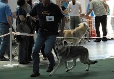 DSC_4644_Tara Nun sind die Hündinnen in der Jugenklasse dran. Im Bild ist Tara mit Herrchen Christian unterwegs.