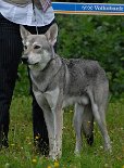 DSC_9166 Rüden / Zwischenklasse: ARASHI ARDENNAIS TAMMANY (Bew. V2 Res.-Anw. Dt. Ch. VDH)