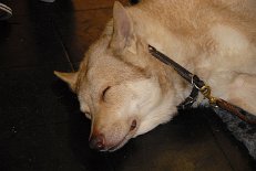 DSC_1551 Aslan, Nisha's Vater