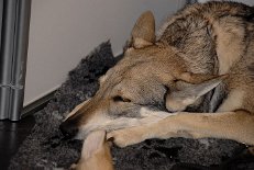 DSC_1580 Timish ganz relaxed