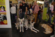 DSC_1591 Gleich ist die Rassepräsentation und Wilfried und Hans-Willi stehen mit den Hundis bereit für ihren Auftritt.