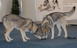 DSC_1437 zwei Brüder - Nocona und Bowie schnuppern, denn da hat der eine oder andere Hund schon seine Duftmarke hinterlassen....