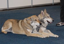 DSC_1461 Ares und Bowie