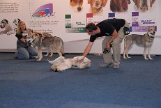 DSC_1467 Melli kuschelt mit Nocona und Shaya, Wilfried kuschelt mit Nisha, die es sich bequem gemacht hat...(Nisha macht das auch vor ca. 100 Zuschauern....;) )