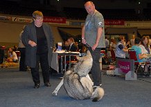 DSC_1483 Die Zuchtzulassung beginnt Bowie mit einem lässigen Kratzen - man beachte die verwunderten Gesichtsausdrücke von Frau Caspelherr und Herrchen Ingo *lol*.
