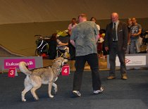 DSC_1500 Bowie muß vor Herr Pohling (der Richter) laufen.