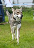 DSC_8668 Lucan